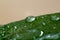 Spring and summer green leafs with waterdrops macro picture