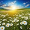 spring summer Natural colorful panoramic landscape with many wild flowers of daisies against blue sky with