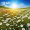 spring summer Natural colorful panoramic landscape with many wild flowers of daisies against blue sky with