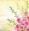 Spring summer nature background with Pink blooming bush