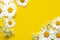 Spring summer pattern chamomile on yellow background
