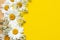 Spring summer pattern chamomile on yellow background
