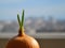 The spring sun shines through a window on a sprouted onion with fresh green leaves. Nature wakes up after hibernation.