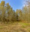 Spring Sunny day in Nevsky forest Park