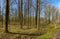 Spring Sunny day in Nevsky forest Park