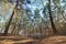 Spring sunny landscape in a pine forest in bright sunlight. Cozy forest space among the pines, dotted with fallen cones and conif