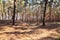 Spring sunny landscape in a pine forest in bright sunlight. Cozy forest space among the pines, dotted with fallen cones and conif