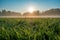 Spring sunrise on park with water droplets on grass