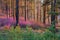 Spring sunset in a pine forest. Rhododendron blooms.