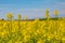 A Spring Sussex Farm Landscape with a Canola/Rapeseed Field