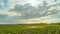 Spring in the swamp, beautiful grass in the water. Time lapse.