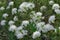 Spring. Swampy wild rosemary blooms