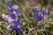 Spring,sweet wild violets on natural background