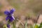 Spring,sweet wild violets on natural background