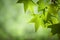 Spring Sweetgum Leaves on Branch Isolated Against Soft Green Can