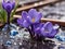 Spring Symphony: Blue Crocuses in Raindrop Ballet