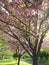 Spring Symphony in Pink: Tokyo\'s Sakura Trees in Full Bloom