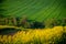 A Spring Symphony: Yellow Rapeseed and Green Wheat Fields