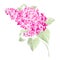 Spring syringa flowers background