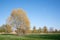 In spring, a tall deciduous tree grows in a meadow in front of a small village in Bavaria