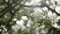 Spring tender apple flowers closeup shot