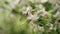 Spring tender apple flowers closeup shot