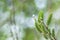 Spring tender green foliage and young willow flowers.