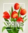 Spring text with tulip flower. Vector