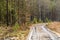 Spring thaw in a pine forest.