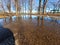 Spring thaw with tree reflections in pavement water puddle