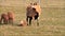 Spring, three brown, lambs and ewe, feeding, outside, grass