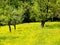 Spring time (1) fruit tree and flower meadow