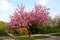 In the spring time, an apple tree blossom is decorated with pink flowers in large quantities.