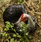 Spring time Bantam Hen freerange loves a dirt bath