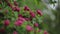 Spring time. Blooming decorative hawthorn with pink small flowers.