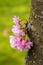 Spring time. Blooming sakura trunk