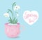 Spring time. Blooming snowdrops flowers in spring cup. Gentle forest white flower common snowdrop. Vector illustration