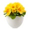 Spring time blossom of Yellow Primroses flowers in pot, front view close up isolated on white background with clipping path