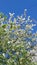 Spring time and blossomed trees . And this beautiful bird cherry gave its pleasant aroma .