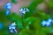 Spring time blue colorful flower blooming forget me not