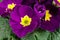 Spring Time,Fresh,Wet purple Primrose