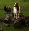 Spring time Goats playing