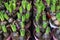 Spring time growing hyacinth bulbs in flowerpots.