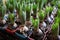 Spring time growing hyacinth bulbs in flowerpots.