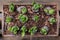 Spring time growing hyacinth bulbs in wooden flowerpot.