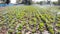 Spring time, kale vegetable field