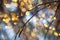 Spring time landscape background. Tree branch with tiny buds. Amazing blurred bokeh background lights.