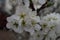 Spring time macro Plum bloom