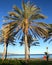 Spring time in malaga spain palms