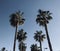 Spring time in malaga spain palms and clouds